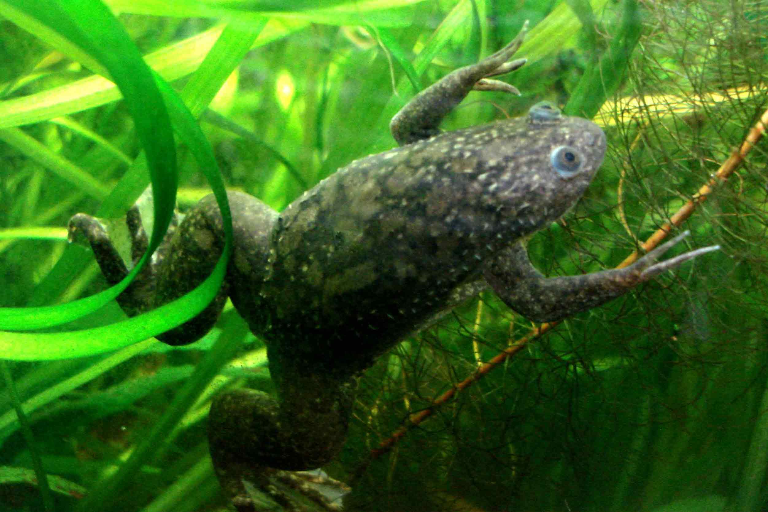 Frog