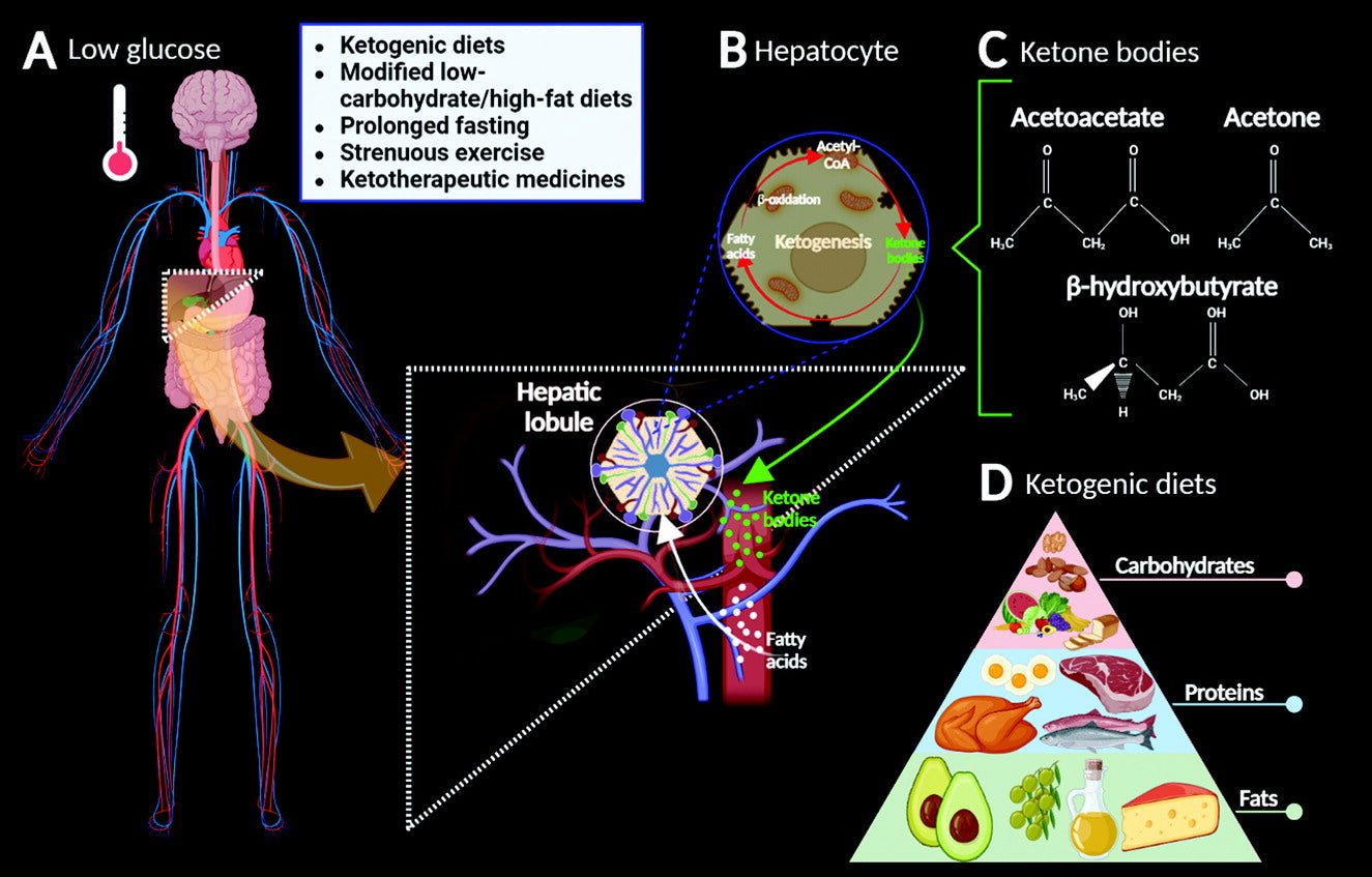 Why Exogenous Ketones Are the Fast Track to Ketosis