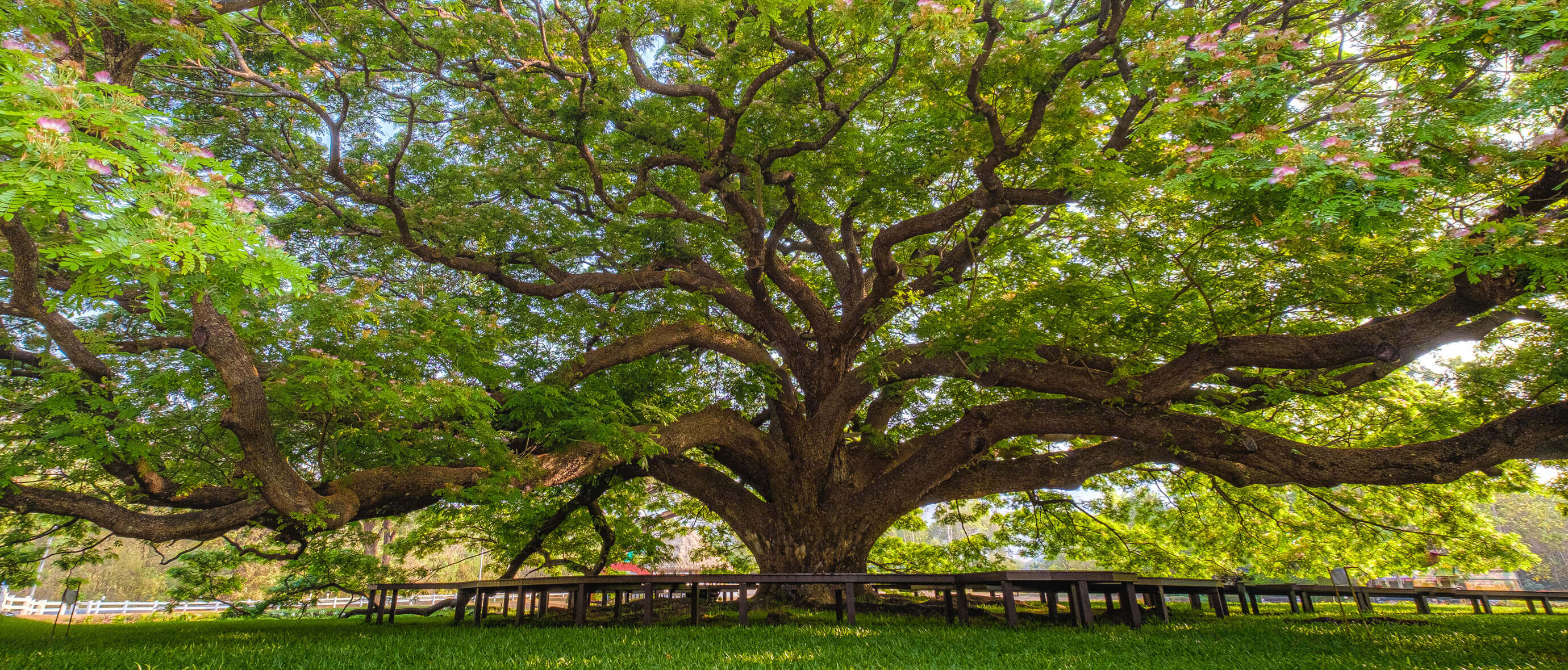 Tree of Life