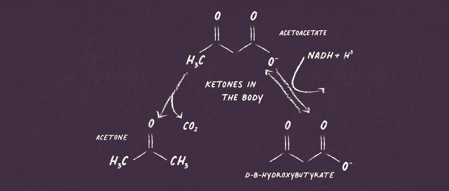 Ketones in the Body